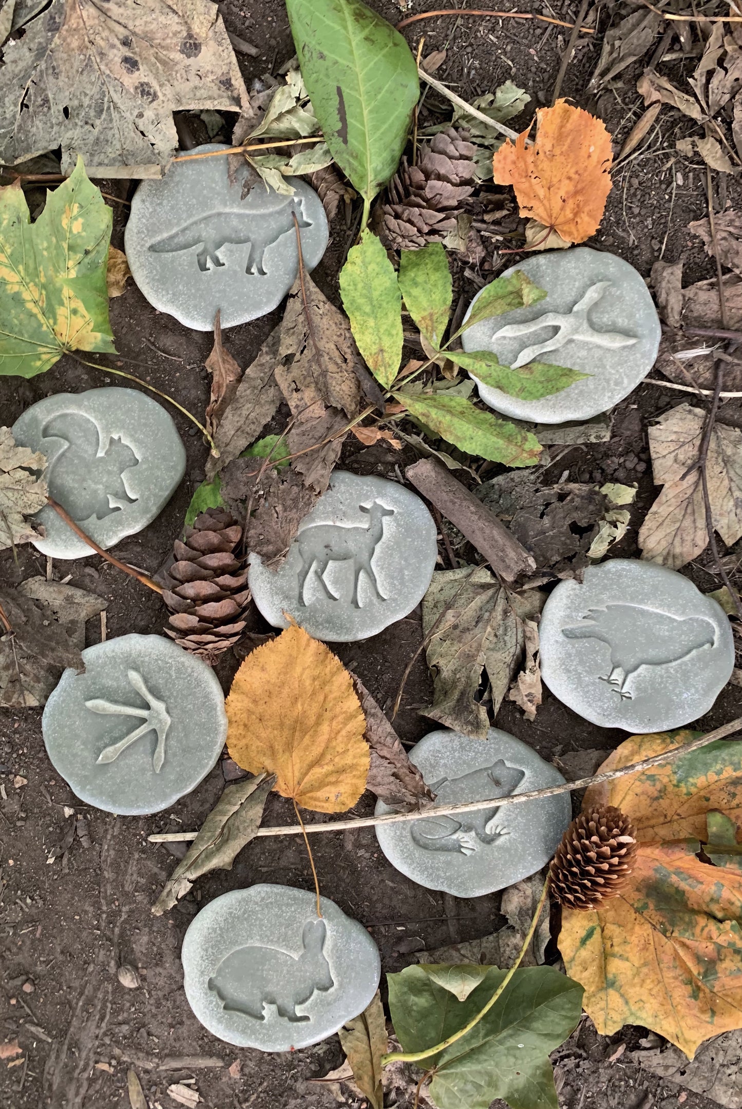 Yellow Door Let’s Investigate – Woodland Footprints