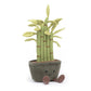 Jellycat Amuseable Potted Bamboo